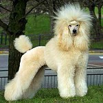 Caniche Standard